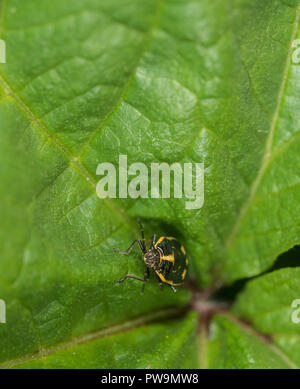 Nymphe Shieldbug sur une feuille verte Banque D'Images