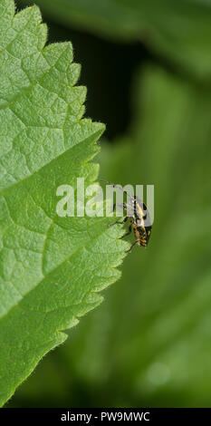 Nymphe Shieldbug sur une feuille verte Banque D'Images