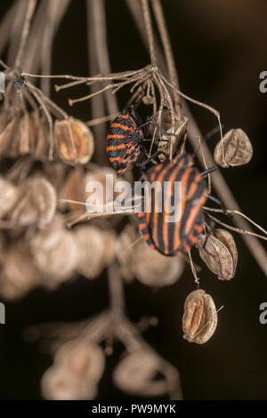 Shieldbug bordée sur une fleur Banque D'Images