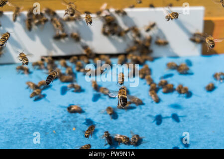 Abeilles de vol au plan macro Beehive Banque D'Images