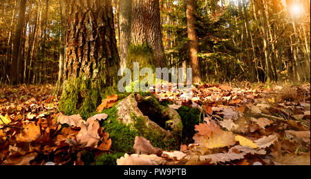 Trou de l'animal sur le plancher sur une belle journée d'automne Banque D'Images