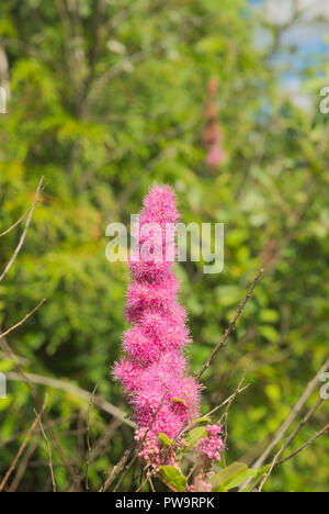 Fleurs sauvages près du lac Stave à Mission, Colombie-Britannique, Canada Banque D'Images