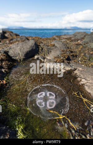 Une méduse de lune, Aurelia aurita, piégés dans un bassin de marée à marée basse sur l'île de Flatey, Islande Banque D'Images