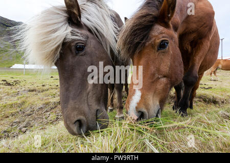 Des profils des Chevaux Islandais, Equus ferus caballus, sur une exploitation agricole sur la péninsule de Snæfellsnes, l'Islande Banque D'Images