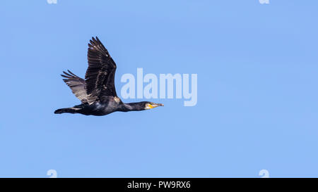 L'adultes ou shag shag, commune Phalacrocorax aristotelis, en vol près de l'Islande, Stykkishhólmur Banque D'Images