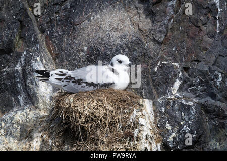 La mouette tridactyle (Rissa tridactyla), Poussin, sur son nid près de Stykkishhólmur sur la péninsule de Snæfellsnes, l'Islande Banque D'Images