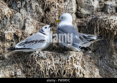 Les adultes et les juvéniles de mouettes tridactyles (Rissa tridactyla), près de nidification, Stykkishhólmur sur la péninsule de Snæfellsnes, l'Islande Banque D'Images