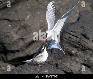 Sterne arctique (Sterna paradisaea), revient avec des poissons pour son poussin, l'île de Flatey, Islande Banque D'Images