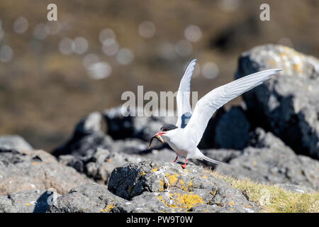 Des profils sterne arctique (Sterna paradisaea), avec des poissons fraîchement pêchés, l'Islande, l'île de Flatey Banque D'Images