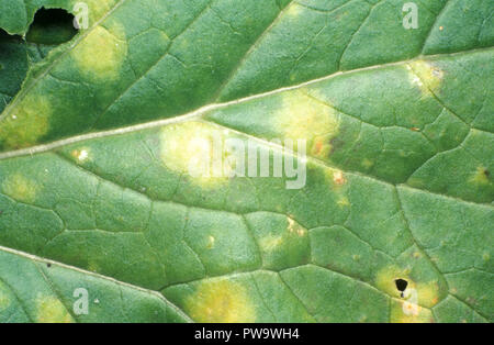 Close up of maladie fongique sur une feuille du navet (Brassica rapa) Banque D'Images