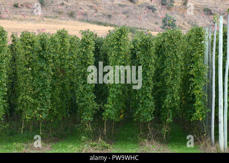 PLANTS de houblon (humulus lupulus) PRÊT POUR LA RÉCOLTE, Bushy Park, Tasmanie, Australie Banque D'Images