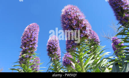 Tall fleurs violettes à partir de ci-dessous on Blue Sky Banque D'Images