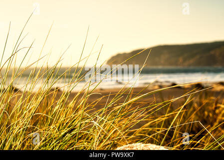 L'herbe haute sur la plage Coucher du soleil en plein air calme paysage Océan Image chaleureuse Banque D'Images