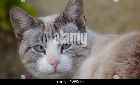 Blue Eyed Cat Face Closeup à la caméra en Housepet Banque D'Images