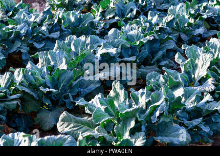 Agriculture L'agriculture en Espagne, l'espagnol le brocoli cultivés pour le uk import, selective focus avec copie espace dans l'arrière-plan Banque D'Images