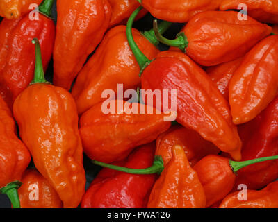 Close up of Chili Peppers, bhut jolokia, le piment le plus chaud dans le monde Banque D'Images