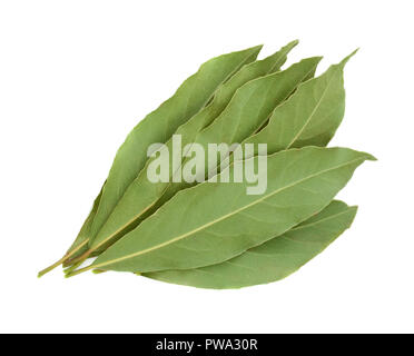 Feuilles de laurier frais isolé sur fond blanc Banque D'Images