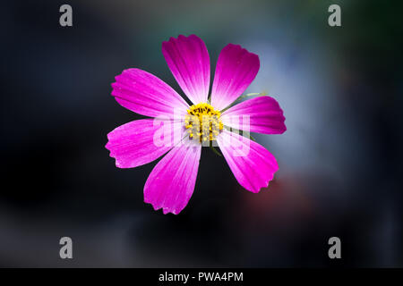 Cosmos violet flower isolated on noir vibrant avec clipping path Banque D'Images