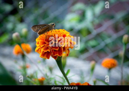 Papillon sur fleur de souci Banque D'Images