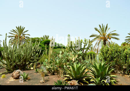 Jardin de cactus dans La Oliva, Fuerteventura, une des îles Canaries Banque D'Images