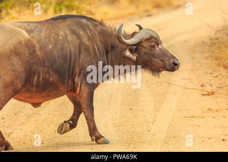 D'AFRIQUE, Syncerus caffer, marchant sur la route de gravier à l'intérieur du Parc National Kruger, Afrique du Sud. Saison sèche. Le buffle est une grande partie de l'Afrique du Big Five. Banque D'Images