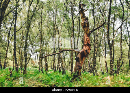 Cannock Chase vieux chênes centenaires trouvés près de Brocton, Staffordshire, Angleterre, Royaume-Uni. Elles sont censées être autour de 400 ans ou plus Banque D'Images