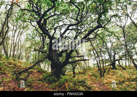 Cannock Chase vieux chênes centenaires trouvés près de Brocton, Staffordshire, Angleterre, Royaume-Uni. Elles sont censées être autour de 400 ans ou plus Banque D'Images