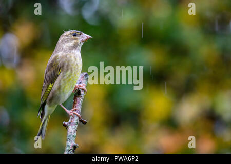 Verdier d'Europe (Carduelis chloris) perché avec belle automne fond, Royaume-Uni Banque D'Images