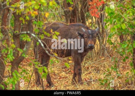 Femme d'Afrique, Syncerus caffer, dans la nature de l'habitat. Le Parc National Kruger en Afrique du Sud. Le buffle est une grande partie de l'espèce bovine africaine populaires Big Five. Banque D'Images