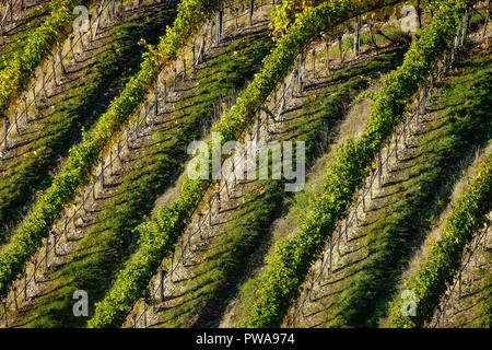 Vue sur des vignes à Grenzach-Wyhlen, Bade-Wurtemberg, Allemagne. Banque D'Images