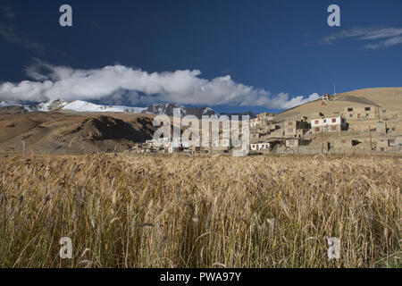 Les champs de blé et d'orge/Korzok, village du lac Tso Moriri, Ladakh, Inde Banque D'Images