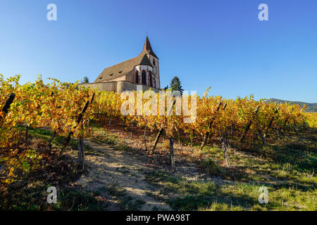 Vignoble doré entourant l'église fortifiée de Hunawihr, Alsace, France. Banque D'Images