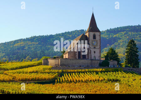 Vignoble doré entourant l'église fortifiée de Hunawihr, Alsace, France. Banque D'Images