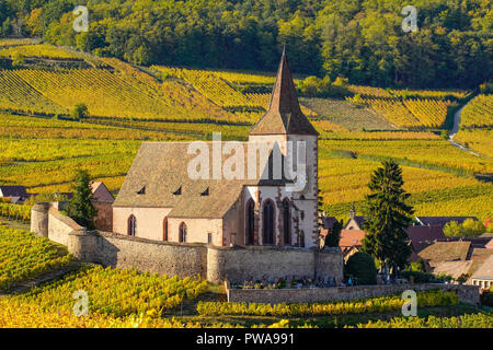 Vignoble doré entourant l'église fortifiée de Hunawihr, Alsace, France. Banque D'Images