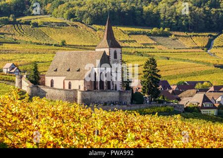 Vignoble doré entourant l'église fortifiée de Hunawihr, Alsace, France. Banque D'Images