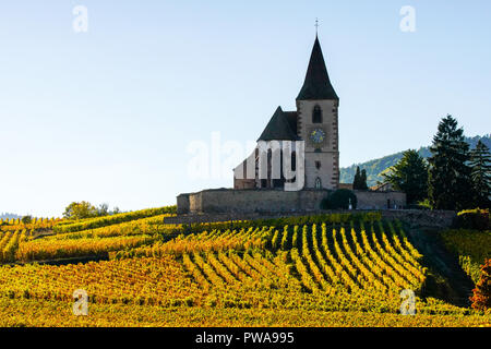 Vignoble doré entourant l'église fortifiée de Hunawihr, Alsace, France. Banque D'Images