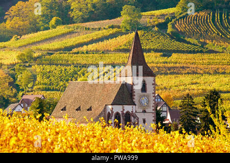 Vignoble doré entourant l'église fortifiée de Hunawihr, Alsace, France. Banque D'Images