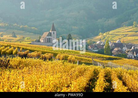 Vignoble doré entourant l'église fortifiée de Hunawihr, Alsace, France. Banque D'Images