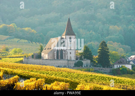 Vignoble doré entourant l'église fortifiée de Hunawihr, Alsace, France. Banque D'Images