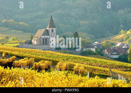 Vignoble doré entourant l'église fortifiée de Hunawihr, Alsace, France. Banque D'Images