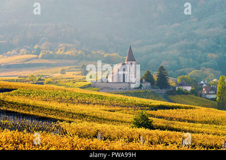 Vignoble doré entourant l'église fortifiée de Hunawihr, Alsace, France. Banque D'Images