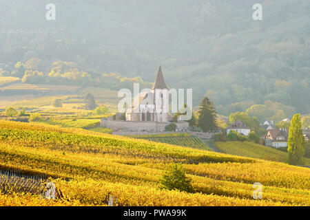 Vignoble doré entourant l'église fortifiée de Hunawihr, Alsace, France. Banque D'Images