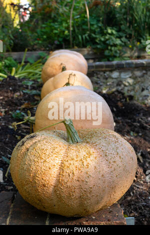 La récolte fraîche de l'automne les potirons du potager, d'attente pour l'Halloween. Dans un pays du sud de l'Angleterre maison de ferme. Banque D'Images