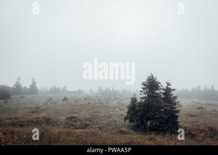 Paysage brumeux dans les montagnes du harz Banque D'Images