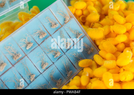 Culture de champignons Cordyceps sur usine silkworm Banque D'Images