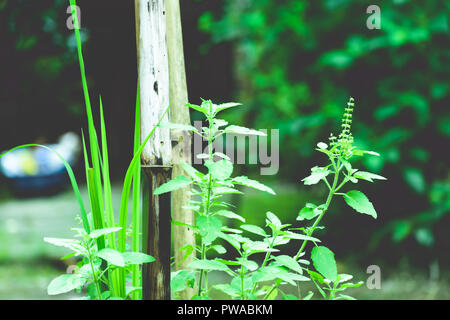 Sac arbre vert plante (également orthographié Thulasi ou Tulsi) prises dans la nature. Il est utilisé comme l'Ayurveda dans la médecine traditionnelle à base de thé vert , Banque D'Images