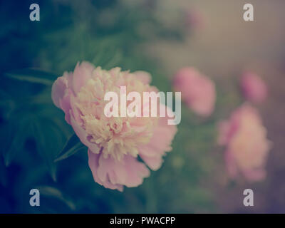 Belles fleurs de rêve avec les fleurs fond rose Banque D'Images