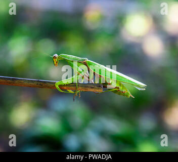 Big Green mantis ramper jusqu'au stick, floue fond vert avec bokeh Banque D'Images