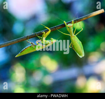 Deux grandes vert mante religieuse ramper le long de la branche, Close up Banque D'Images