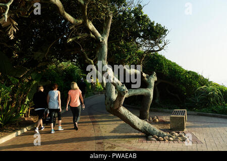 Trois femelles adultes à marcher le long de la célèbre promenade bordée d'une large plage d'Umhlanga Rocks au début de matinée, le KwaZulu-Natal Banque D'Images